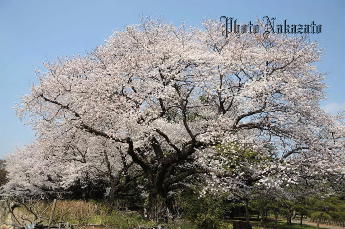 桜　2008